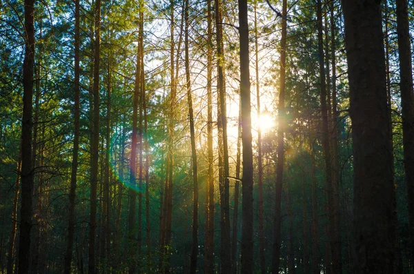 Pine Forest Silhouette Sun — Stock Photo, Image