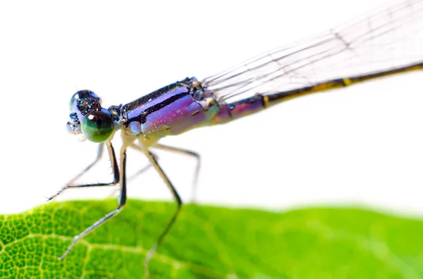 Dragonfly Sitting Leaf Closeup — Stock Photo, Image