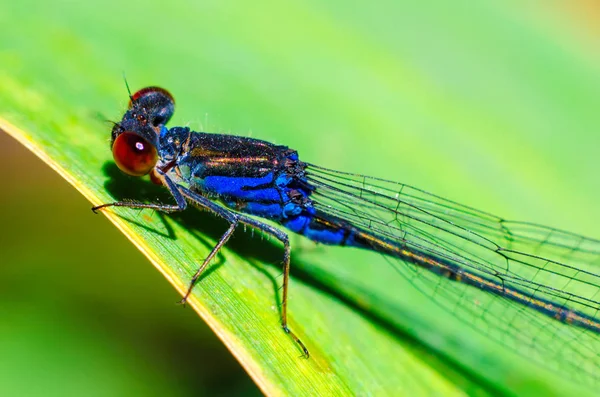 Dragonfly Sitting Leaf Closeup — Stock Photo, Image