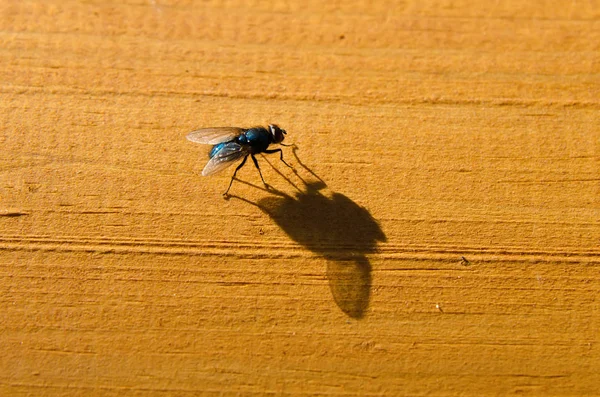 Fliege Sitzt Auf Einem Hölzernen Hintergrund — Stockfoto