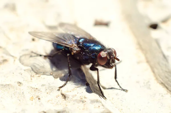 Volar Sentado Una Macro Piedra —  Fotos de Stock