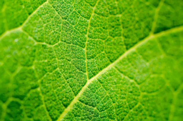 Textura Hoja Verde Como Fondo — Foto de Stock