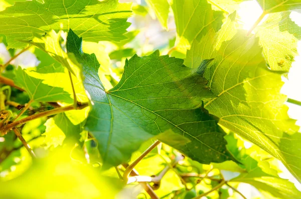 Foglie Vite Come Sfondo — Foto Stock