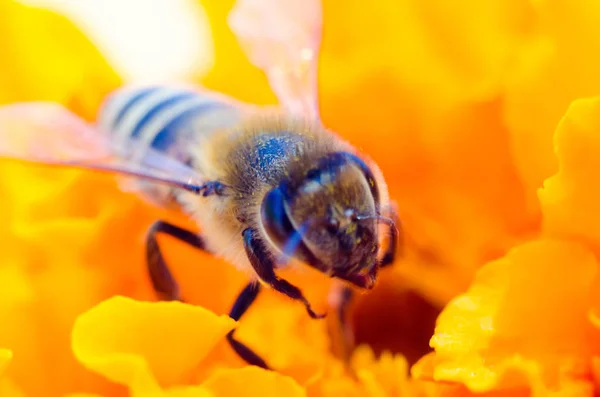 Méhek Sárga Virág Makróval Stock Kép