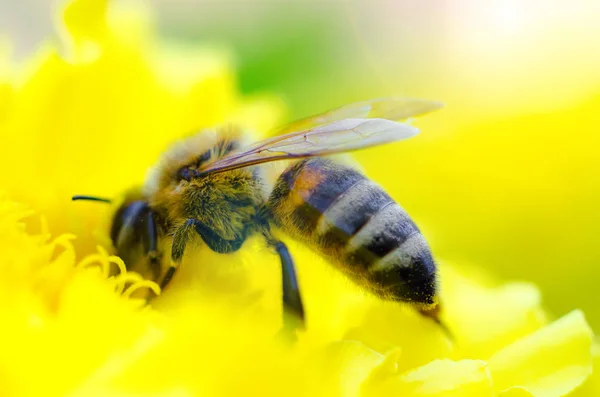 Biene Auf Einem Gelben Blütenmakro Stockbild