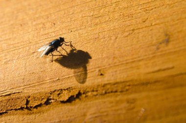 ahşap bir arka plan üzerinde oturan sinek