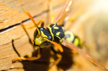 ahşap arka plan makro üzerinde yaban arısı