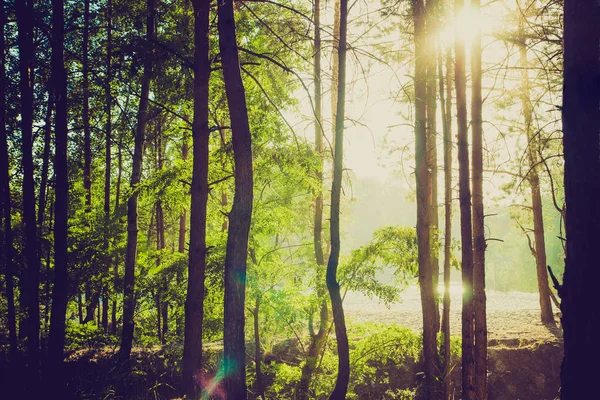 Pine Forest Silhouette Sun — Stock Photo, Image