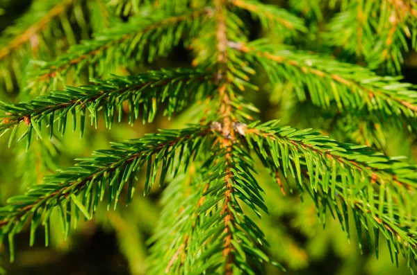 Pijnboom Takjes Als Achtergrond — Stockfoto