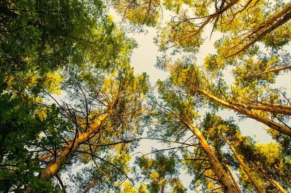 Pine Trees Forest View — Stock Photo, Image