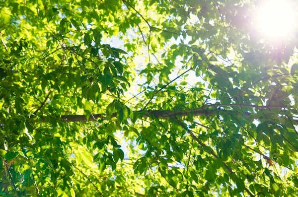 Achtergrond Van Groene Bladeren Tegen Zon — Stockfoto