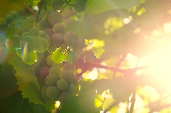 Зеленая Ветвь Виноградной Лозы Сельском Хозяйстве — стоковое фото