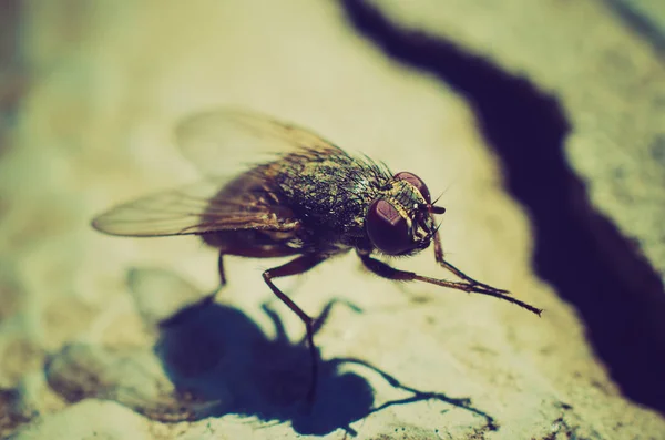 Volar Sentado Una Macro Piedra —  Fotos de Stock