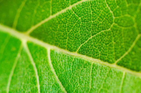 Textura Folha Verde Como Fundo — Fotografia de Stock