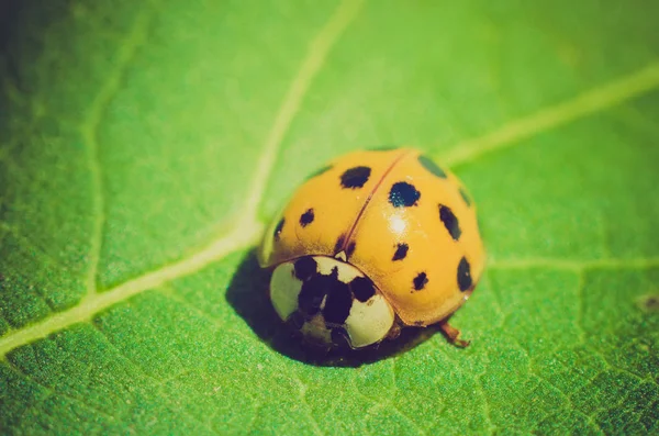 Uğur Böceği Üzerinde Yeşil Yaprak Makro — Stok fotoğraf