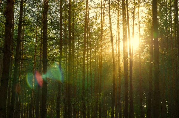 Pine Forest Silhouette Sun — Stock Photo, Image