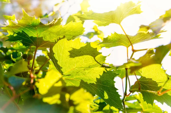 Виноградные Листья Качестве Фона — стоковое фото