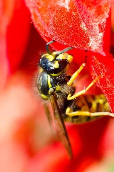 Vespa Uma Macro Flor Vermelha — Fotografia de Stock