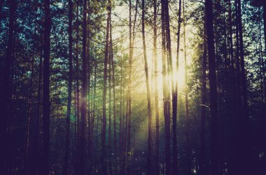 çam ormanı siluet güneş karşı