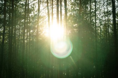 çam ormanı siluet güneş karşı