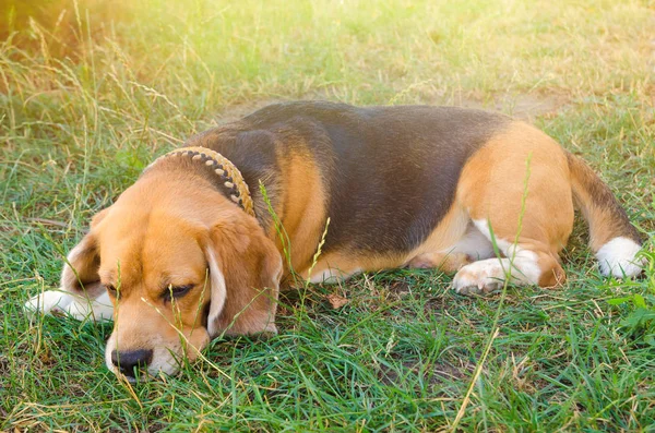 Beagle Köpek Arka Bahçe Açık Havada — Stok fotoğraf