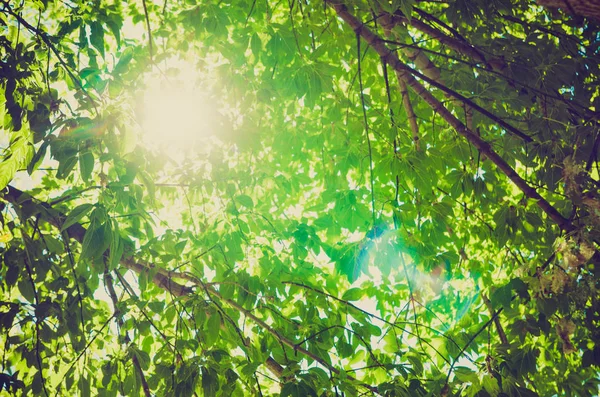 Фоне Зеленых Листьев Против Солнца — стоковое фото