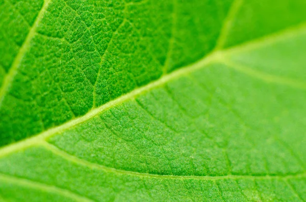 Текстура Зеленого Листя Фон — стокове фото