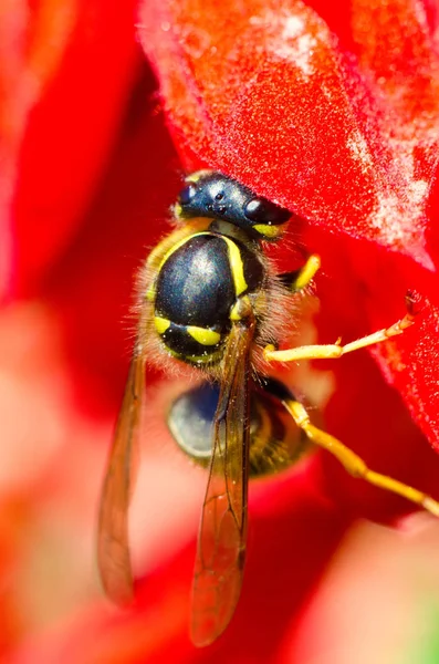 Wespe Auf Einer Roten Blume — Stockfoto