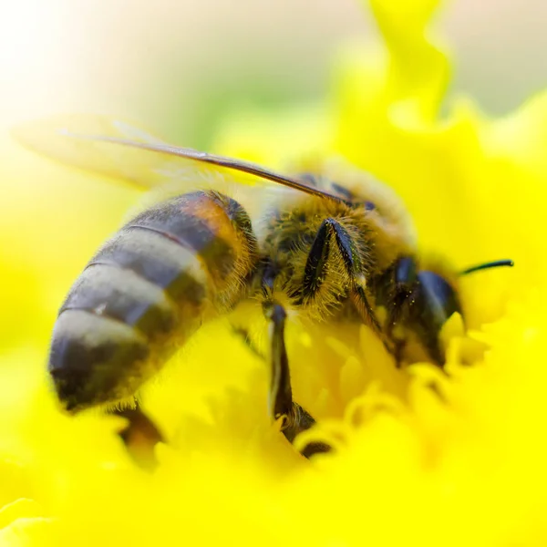 Bee Een Gele Bloem Macro — Stockfoto