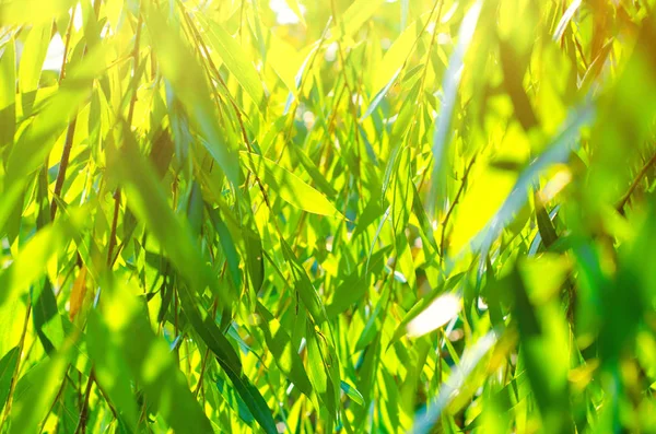 Hojas Verdes Contra Sol —  Fotos de Stock