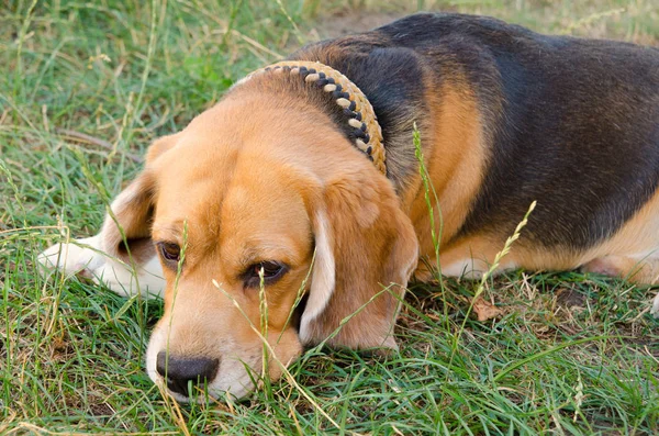 Beaglehund Utomhus Bakgården — Stockfoto