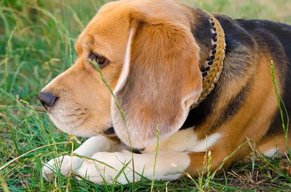 Beagle Köpek Arka Bahçe Açık Havada — Stok fotoğraf