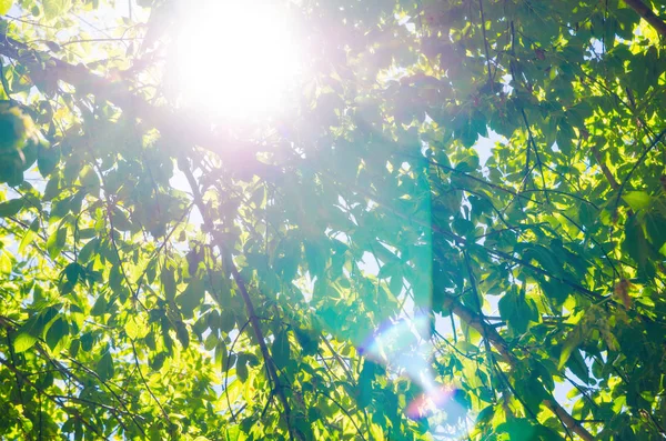 Güneş Karşı Yeşil Yaprakların Arka Plan — Stok fotoğraf