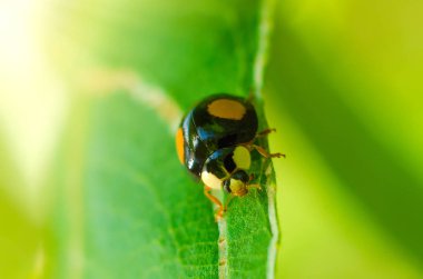 uğur böceği üzerinde yeşil yaprak makro
