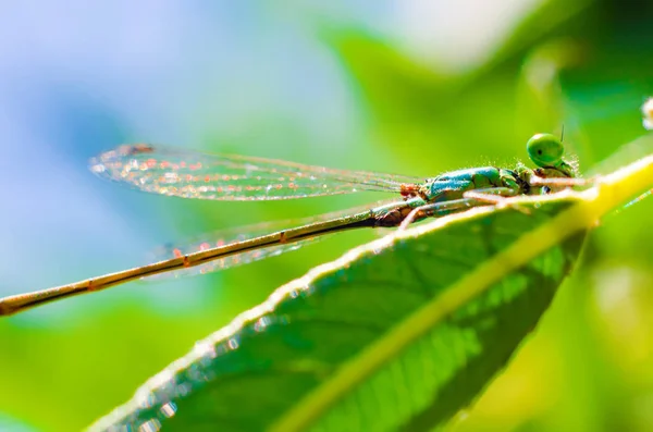 Dragonfly Sitting Leaf Closeup — Stock Photo, Image