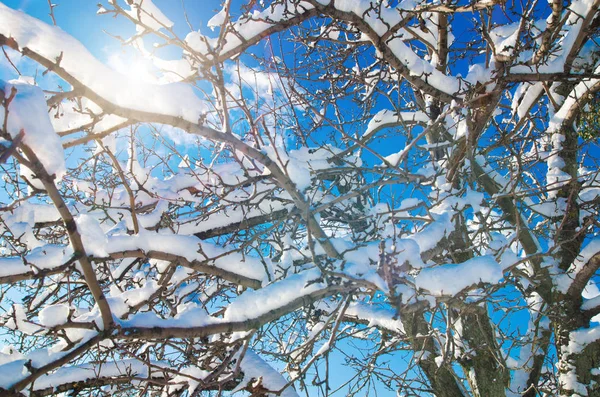 Takken met sneeuw — Stockfoto