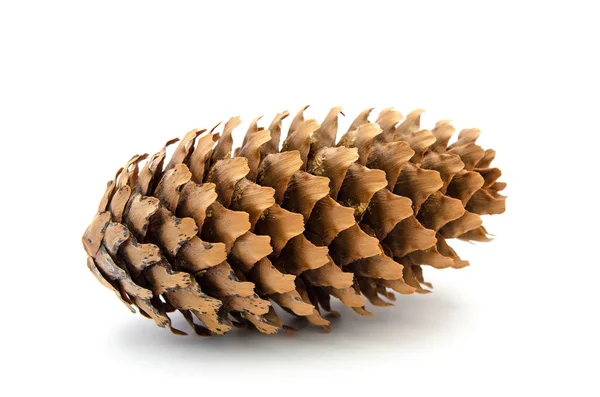 Pine cone — Stock Photo, Image