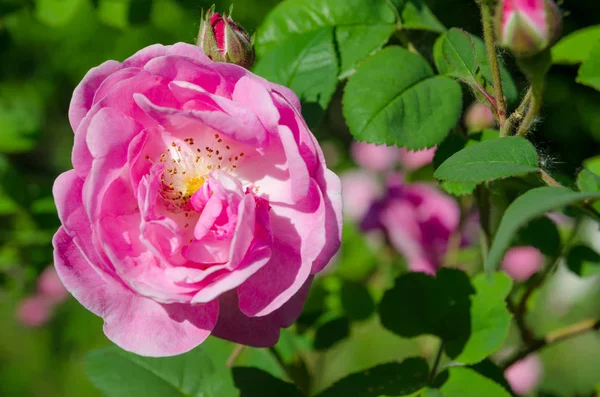 Flor rosa — Foto de Stock