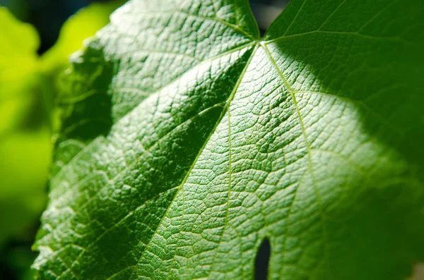 Grünes Blatt — Stockfoto