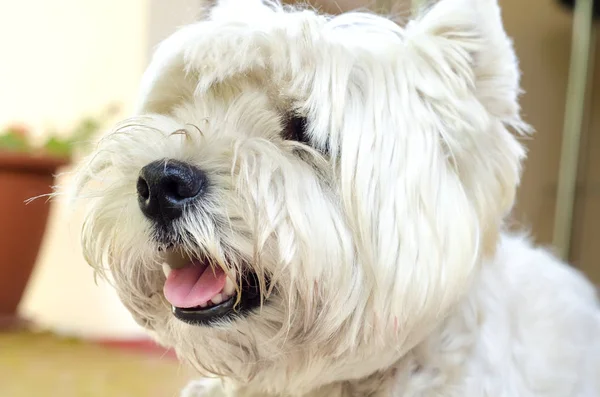 West Highland terrier —  Fotos de Stock