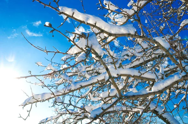 Ramos com neve — Fotografia de Stock