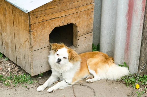 Chained dog — Stock Photo, Image