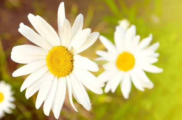 Kamillebloem — Stockfoto