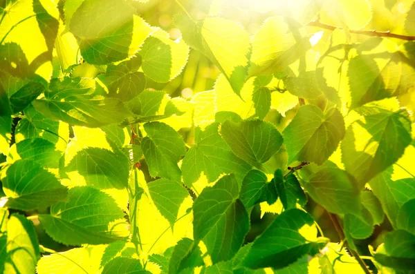 Groene bladeren — Stockfoto