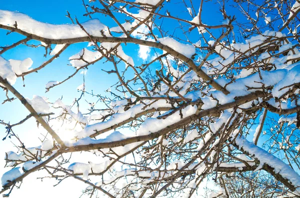 Ramos com neve — Fotografia de Stock