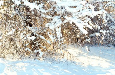 dalları ile kar