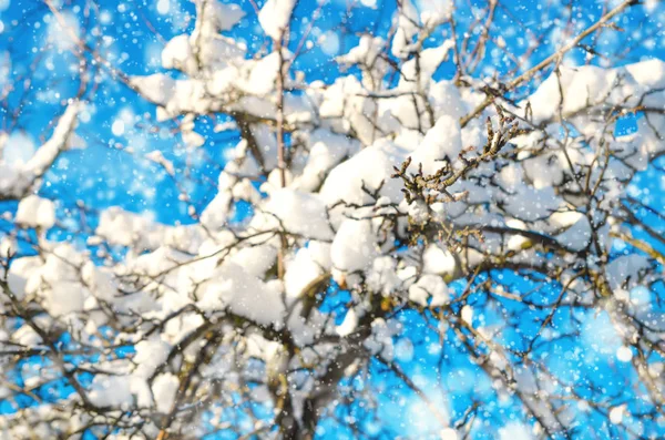 Takken met sneeuw — Stockfoto
