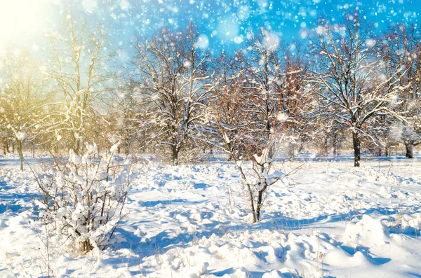 Winterlandschap — Stockfoto