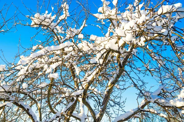 Takken met sneeuw — Stockfoto
