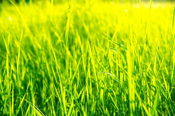 หญ้าสีเขียว — ภาพถ่ายสต็อก